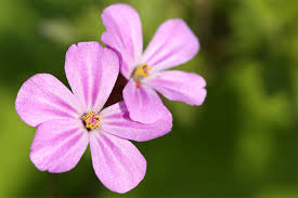 Image result for Storchschnäbel