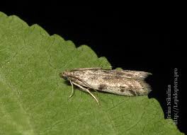 Attēlu rezultāti vaicājumam “Phycitodes binaevella”