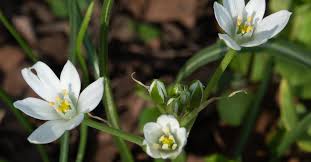 Attēlu rezultāti vaicājumam “Ornithogalum umbellatum”
