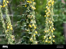 Attēlu rezultāti vaicājumam “Verbascum thapsus flower”
