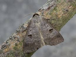 Attēlu rezultāti vaicājumam “Lygephila pastinum”