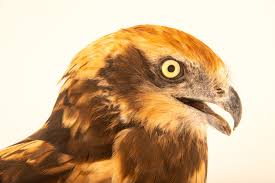 Attēlu rezultāti vaicājumam “Circus aeruginosus”