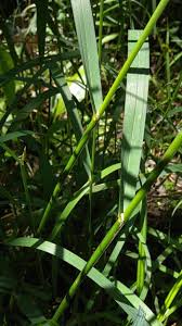 Attēlu rezultāti vaicājumam “Glyceria fluitans leaf”