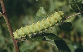 Attēlu rezultāti vaicājumam “Saturnia pavonia larva”