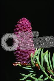 Attēlu rezultāti vaicājumam “Picea abies female flower”