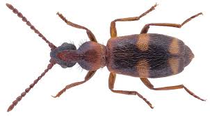 Attēlu rezultāti vaicājumam “Notoxus monoceros”