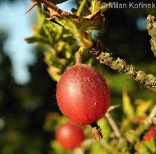 Attēlu rezultāti vaicājumam “Ribes uva-crispa”