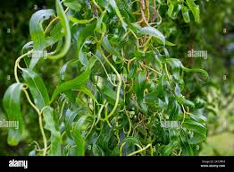 Attēlu rezultāti vaicājumam “Salix x sepulcralis”