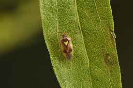 Attēlu rezultāti vaicājumam “Orthops campestris”