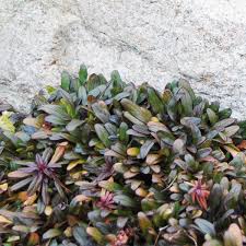 Image result for Ajuga reptans