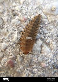 Attēlu rezultāti vaicājumam “Silpha obscura larva”