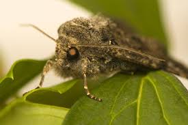 Attēlu rezultāti vaicājumam “Mamestra brassicae exuvia”