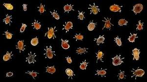 Attēlu rezultāti vaicājumam “Acari”