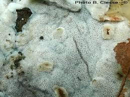 Attēlu rezultāti vaicājumam “Physisporinus sanguinolentus”