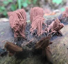 Attēlu rezultāti vaicājumam “Stemonitis lignicola”