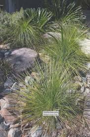 Attēlu rezultāti vaicājumam “Xanthoria fulva”