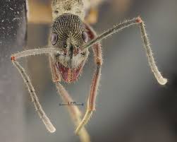 Attēlu rezultāti vaicājumam “Dianema depressum macro”