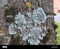 Attēlu rezultāti vaicājumam “Parmelina tiliacea”