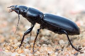 Attēlu rezultāti vaicājumam “Broscus cephalotes”