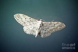 Attēlu rezultāti vaicājumam “Idaea seriata”