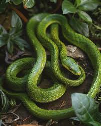 Attēlu rezultāti vaicājumam “Serpentes”