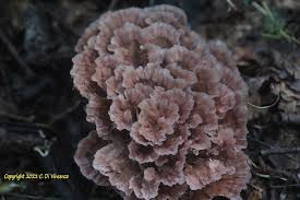 Image result for Podoscypha multizonata