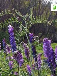 Attēlu rezultāti vaicājumam “Vicia cracca”