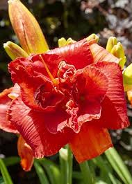 Image result for Hemerocallis `Moses Fire`
