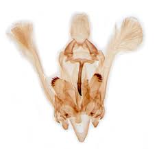 Attēlu rezultāti vaicājumam “Hypatima rhomboidella”