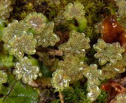 Image result for Marchantia polymorpha