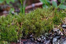 Attēlu rezultāti vaicājumam “Dicranum undulatum”