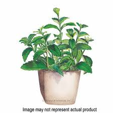 Image result for Stevia rebaudiana
