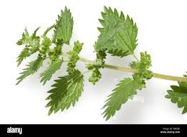 Attēlu rezultāti vaicājumam “Urtica urens leaf”