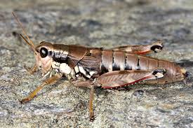 Attēlu rezultāti vaicājumam “Podisma pedestris”