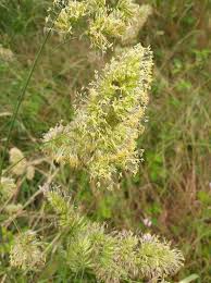 Attēlu rezultāti vaicājumam “Dactylis polygama”