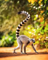 lemur ile ilgili görsel sonucu
