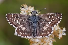 Attēlu rezultāti vaicājumam “Pyrgus alveus upperside”