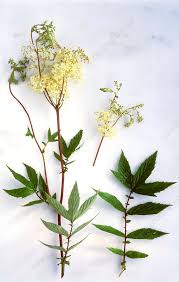 Attēlu rezultāti vaicājumam “Filipendula ulmaria  leaf”