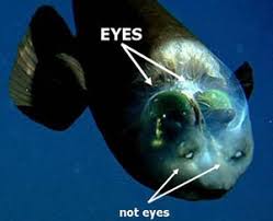 Attēlu rezultāti vaicājumam “Microstoma protracta”