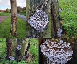 Attēlu rezultāti vaicājumam “Chondrostereum purpureum”