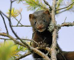 Attēlu rezultāti vaicājumam “Mustela vison”