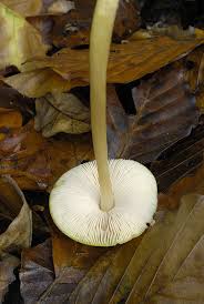 Attēlu rezultāti vaicājumam “Pluteus leoninus”