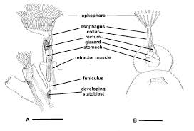 Attēlu rezultāti vaicājumam “Bryozoa”
