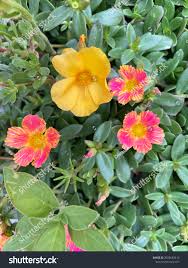 Attēlu rezultāti vaicājumam “Portulacaceae”