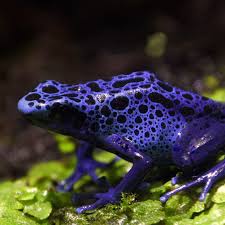 Image result for blauer baumsteiger