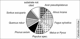 Attēlu rezultāti vaicājumam “Cetrelia sp.”