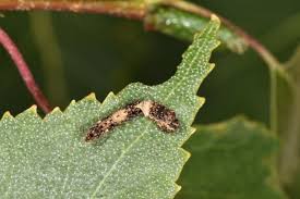 Attēlu rezultāti vaicājumam “Falcaria lacertinaria”