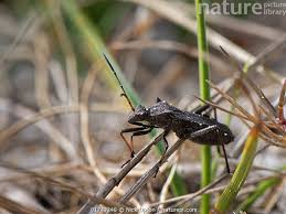 Attēlu rezultāti vaicājumam “Alydus calcaratus”