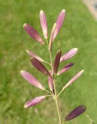 Attēlu rezultāti vaicājumam “Fraxinus excelsior flower”