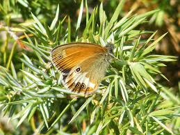 Attēlu rezultāti vaicājumam “Coenonympha arcania underside”